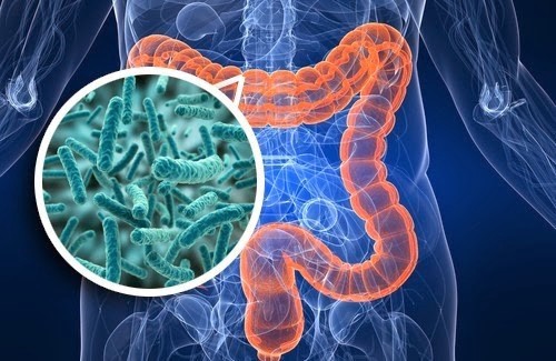 What is the Microbiome?